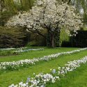 Spring Borders, Bulb Combinations, Perennial Combinations, Lawn ideas,chionodoxa Blue Giant, Glory of the snow Blue Giant, Anemone Blanda White Splendour, Muscari Azurerum Album, White Grape Hyacinth