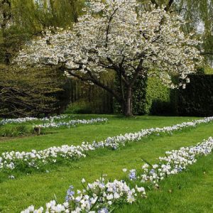Spring Borders, Bulb Combinations, Perennial Combinations, Lawn ideas,chionodoxa Blue Giant, Glory of the snow Blue Giant, Anemone Blanda White Splendour, Muscari Azurerum Album, White Grape Hyacinth