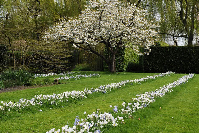 Spring Borders, Bulb Combinations, Perennial Combinations, Lawn ideas,chionodoxa Blue Giant, Glory of the snow Blue Giant, Anemone Blanda White Splendour, Muscari Azurerum Album, White Grape Hyacinth