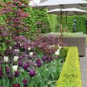 Spring Combination Ideas, Bulb Combinations, Plant Combinations, Flowerbeds Ideas, Spring Borders, Tulip Mount tacoma, Tulip Spring Green, Tulip Queen of Night, Tulip Ronaldo,Tulipa Mount tacoma, Tulipa Spring Green, Tulipa Queen of Night, Tulipa Ronaldo,