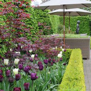 Spring Combination Ideas, Bulb Combinations, Plant Combinations, Flowerbeds Ideas, Spring Borders, Tulip Mount tacoma, Tulip Spring Green, Tulip Queen of Night, Tulip Ronaldo,Tulipa Mount tacoma, Tulipa Spring Green, Tulipa Queen of Night, Tulipa Ronaldo,