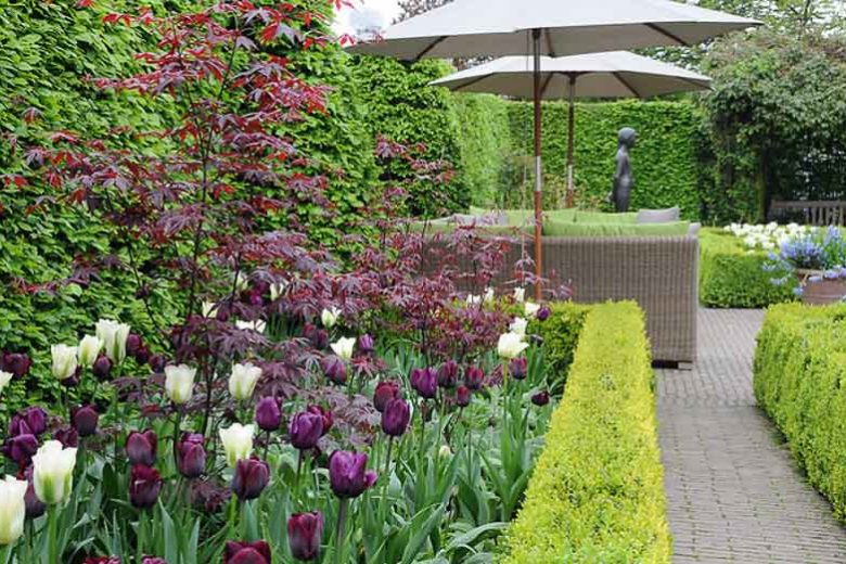 Spring Combination Ideas, Bulb Combinations, Plant Combinations, Flowerbeds Ideas, Spring Borders, Tulip Mount tacoma, Tulip Spring Green, Tulip Queen of Night, Tulip Ronaldo,Tulipa Mount tacoma, Tulipa Spring Green, Tulipa Queen of Night, Tulipa Ronaldo,