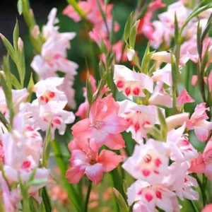 Summer plant combination ideas, Summer border ideas, Dwarf Gladiolus, Miniature gladiolus, Dwarf Sword-lily, Miniature gladioli Sword-lily