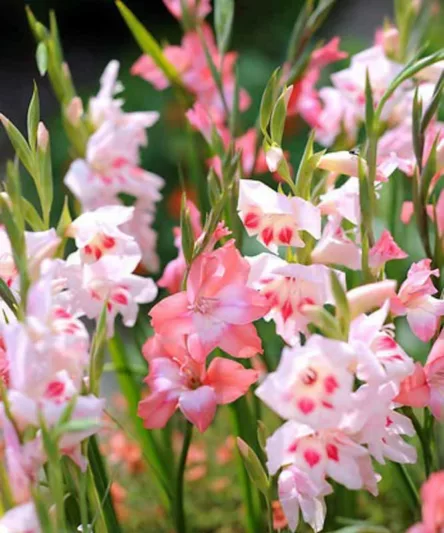 Summer plant combination ideas, Summer border ideas, Dwarf Gladiolus, Miniature gladiolus, Dwarf Sword-lily, Miniature gladioli Sword-lily