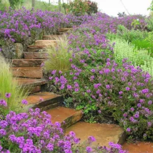 Derviss Design, Verbena Homestead Purple, Stipa Tenuissima, Verbena Canadensis, low water garden ideas, garden path ideas, garden steps ideas