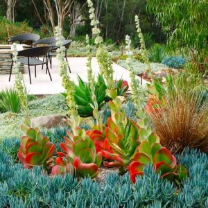 Garden Ideas, Landscaping ideas, concrete paving , garden lighting , ice plant , kalanchoe , low water , outdoor fire pit , path , patio , patio furniture , pavers , planters , senecio , succulents , walkway. agave , boulders , copper light , drought tole