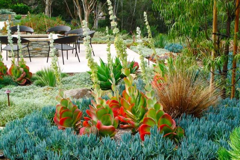 Garden Ideas, Landscaping ideas, concrete paving , garden lighting , ice plant , kalanchoe , low water , outdoor fire pit , path , patio , patio furniture , pavers , planters , senecio , succulents , walkway. agave , boulders , copper light , drought tole