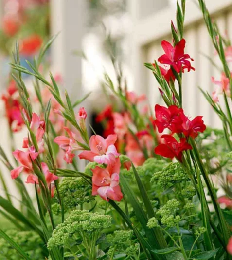 Summer plant combination ideas, Summer border ideas, Dwarf Gladiolus, Miniature gladiolus, Dwarf Sword-lily, Miniature gladioli Sword-lily