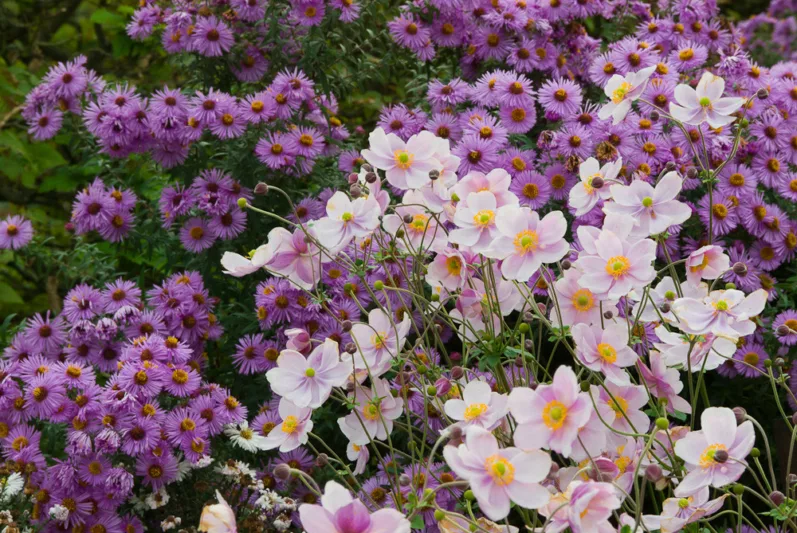 Garden ideas, landscaping ideas, Plant Combinations, Flowerbeds Ideas, Summer Borders, Fall Borders, Aster novae angliae, New England Aster, Japanese Anemones, Anemone Elegans,