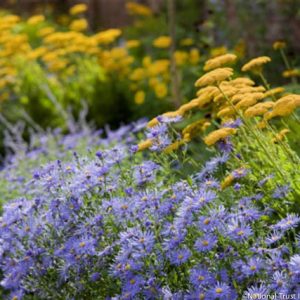 Garden ideas, landscaping ideas, Plant Combinations, Flowerbeds Ideas, Summer Borders, Fall Borders, Aster Frikartii, Aster Frikartii Monch, Fernleaf Yarrow, Achillea Gold plate, achillea filipendulina, perennial combinations