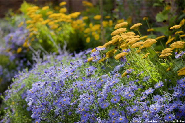 Garden ideas, landscaping ideas, Plant Combinations, Flowerbeds Ideas, Summer Borders, Fall Borders, Aster Frikartii, Aster Frikartii Monch, Fernleaf Yarrow, Achillea Gold plate, achillea filipendulina, perennial combinations