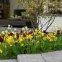 Spring Combination Ideas, Bulb Combinations, Plant Combinations, Flowerbeds Ideas, Spring Borders,Tulip Jan Reus, Tulipa Jan Reus, Daffodil Falconet, Narcissus Falconet, black tulip, yellow daffodil
