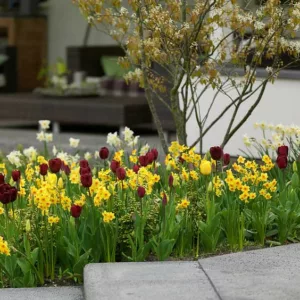 Spring Combination Ideas, Bulb Combinations, Plant Combinations, Flowerbeds Ideas, Spring Borders,Tulip Jan Reus, Tulipa Jan Reus, Daffodil Falconet, Narcissus Falconet, black tulip, yellow daffodil