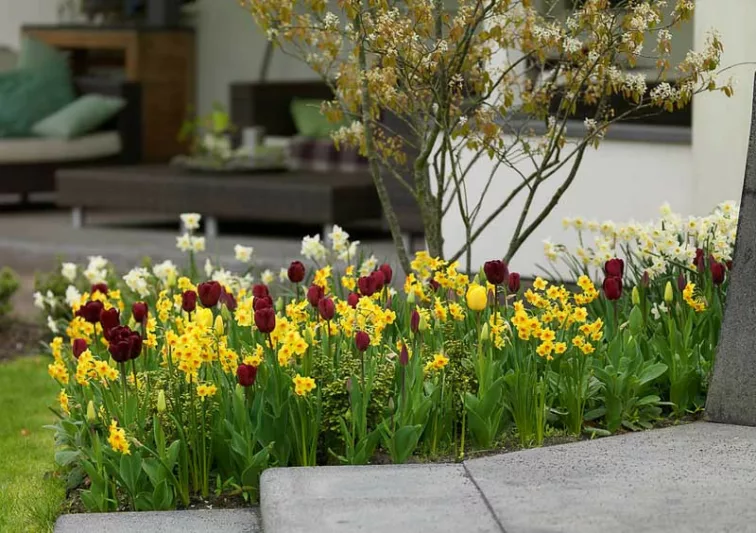 Spring Combination Ideas, Bulb Combinations, Plant Combinations, Flowerbeds Ideas, Spring Borders,Tulip Jan Reus, Tulipa Jan Reus, Daffodil Falconet, Narcissus Falconet, black tulip, yellow daffodil