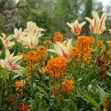 Spring Combination Ideas, Bulb Combinations, Plant Combinations, Flowerbeds Ideas, Spring Borders, Tulip Mona Lisa, Tulipa Mona Lisa, Wallflowers, Erysimum, Cheiranthus