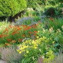 Garden Ideas, Border ideas, Perennial Planting, Perennial combination, Summer Borders, Fall Borders, Sneezweed, Helenium, Crocosmia, Hemerocallis, Alchemilla mollis, Campanula lactiflora, Bellflowers, Macleya, poppy Plume