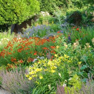 Garden Ideas, Border ideas, Perennial Planting, Perennial combination, Summer Borders, Fall Borders, Sneezweed, Helenium, Crocosmia, Hemerocallis, Alchemilla mollis, Campanula lactiflora, Bellflowers, Macleya, poppy Plume