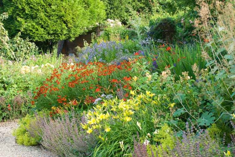 Garden Ideas, Border ideas, Perennial Planting, Perennial combination, Summer Borders, Fall Borders, Sneezweed, Helenium, Crocosmia, Hemerocallis, Alchemilla mollis, Campanula lactiflora, Bellflowers, Macleya, poppy Plume