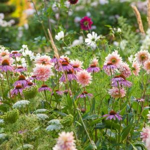 Garden Ideas, Border ideas, Perennial Planting, Perennial combination, Dahlia Gerrie Hoek, Echinacea purpurea, Coneflowers, cosmos, Amni Visnaga, Toothpick Weed, summer borders, fall borders
