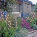 Garden Ideas, Landscaping Ideas, Coastal Garden, Seaside Garden, Drought Tolerant Garden, Salvia Leucantha, Mexican Bush Sage, Lamb's ears, Stachys Byzantina, Gaura Lindheimeri, Beeblossom, Whirling Butterflies