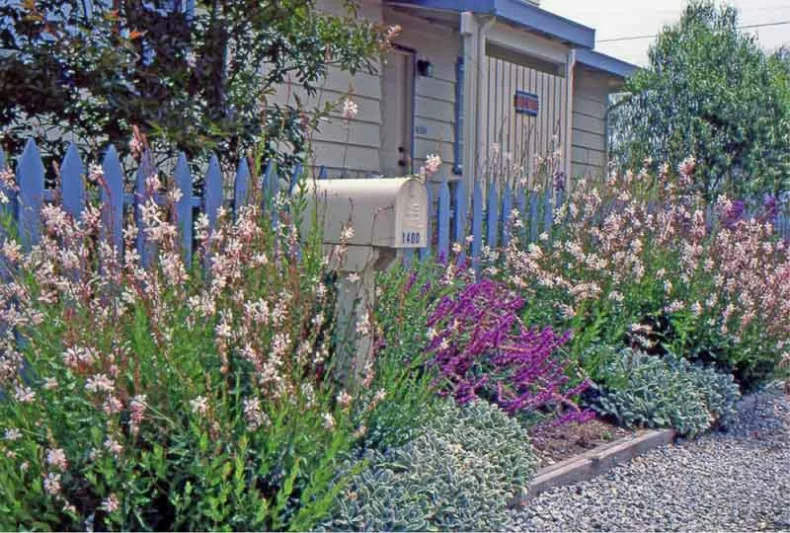 Garden Ideas, Landscaping Ideas, Coastal Garden, Seaside Garden, Drought Tolerant Garden, Salvia Leucantha, Mexican Bush Sage, Lamb's ears, Stachys Byzantina, Gaura Lindheimeri, Beeblossom, Whirling Butterflies