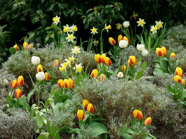 Spring Combination Ideas, Bulb Combinations, Plant Combinations, Flowerbeds Ideas, Spring Borders, Daffodil Topolino, Tulip Flair, Tulip Montreux, NarcissusTopolino, Tulipa Flair, Tulipa Montreux