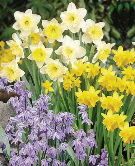 Spring Borders, Bulb Combinations, Perennial Combinations,Scilla Siberica, Siberian Squill, Narcissus Tete a Tete, Daffodil Tete a Tete, Narcissus Ice Follies, Daffodil Ice Follies