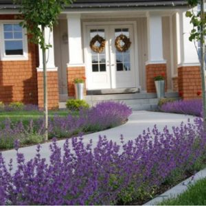 Garden ideas, Landscaping ideas, Front Entrance, Catmint,front porch,Front walk,landscape, pathway, little Trudy, Catmint Blue Moon, Nepeta Blue Moon, Nepeta Nervosa,AG-Trac Enterprises
