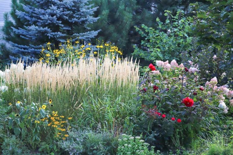Perennial Combinations, Shrub Borders, Plant Combinations, Flower beds Ideas, Summer Garden Ideas, Fall Garden Ideas, Hibiscus, Hydrangea, Reed Grass, Rudbeckia, Black-Eyed Susans