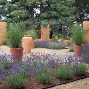 Garden Ideas, Landscaping Ideas, Drought Tolerant plants, Full sun plants, Lavender, Ornamental Grasses, Terracota pots, Contemporary Courtyard, lavandula Thumbelina Leigh, Miscanthus Gracillimus, lavandula Angustifolia Thumbelina Leigh, lavender Thumbeli