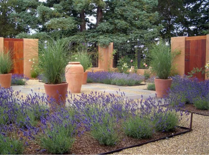 Garden Ideas, Landscaping Ideas, Drought Tolerant plants, Full sun plants, Lavender, Ornamental Grasses, Terracota pots, Contemporary Courtyard, lavandula Thumbelina Leigh, Miscanthus Gracillimus, lavandula Angustifolia Thumbelina Leigh, lavender Thumbeli