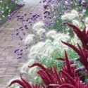 Garden Ideas, Border ideas, Perennial Planting, Perennial combination, Summer Border, FalGarden Ideas, Border ideas, Perennial Planting, Perennial combination, Summer Border, Fall Border, Pennisetum villosum, Fountain Grass, Amaranthus Velvet Curtains, Purple Amaranth, Verbena, Verbena bonariensis, Gaura, Bee Blossom