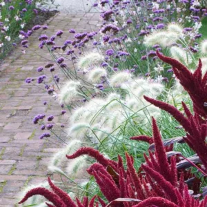 Garden Ideas, Border ideas, Perennial Planting, Perennial combination, Summer Border, FalGarden Ideas, Border ideas, Perennial Planting, Perennial combination, Summer Border, Fall Border, Pennisetum villosum, Fountain Grass, Amaranthus Velvet Curtains, Purple Amaranth, Verbena, Verbena bonariensis, Gaura, Bee Blossom
