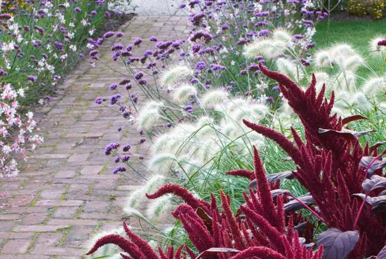 Garden Ideas, Border ideas, Perennial Planting, Perennial combination, Summer Border, FalGarden Ideas, Border ideas, Perennial Planting, Perennial combination, Summer Border, Fall Border, Pennisetum villosum, Fountain Grass, Amaranthus Velvet Curtains, Purple Amaranth, Verbena, Verbena bonariensis, Gaura, Bee Blossom