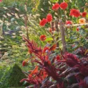 Garden Ideas, Border ideas, Perennial Planting, Perennial combination, Summer Border, Fall Border, Pennisetum thunbergii, Fountain Grass, Dahlia Bishop of Oxford, Amaranthus Velvet Curtains, Purple Amaranth, Dahlia Karma, Dahlia Classic