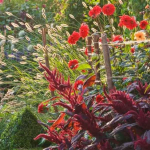 Garden Ideas, Border ideas, Perennial Planting, Perennial combination, Summer Border, Fall Border, Pennisetum thunbergii, Fountain Grass, Dahlia Bishop of Oxford, Amaranthus Velvet Curtains, Purple Amaranth, Dahlia Karma, Dahlia Classic