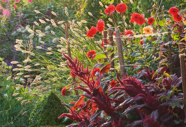 Garden Ideas, Border ideas, Perennial Planting, Perennial combination, Summer Border, Fall Border, Pennisetum thunbergii, Fountain Grass, Dahlia Bishop of Oxford, Amaranthus Velvet Curtains, Purple Amaranth, Dahlia Karma, Dahlia Classic