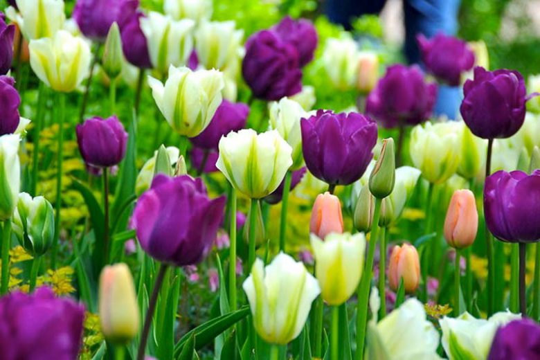 Spring Combination Ideas, Bulb Combinations, Plant Combinations, Flowerbeds Ideas, Spring Borders, Tulip 'Negrita',Tulip 'Menton', Tulip 'Spring Green', Tulipa 'Negrita',Tulipa 'Menton', Tulipa 'Spring Green'