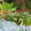 Garden ideas, landscape ideas, Drought Tolerant, Full Sun, Part sun, Mediterranean plants, Water wise garden, Low maintenance garden, Agave attenuata, Senecio, blue chalksticks, african daisies, Arctotis