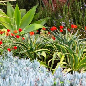 Garden ideas, landscape ideas, Drought Tolerant, Full Sun, Part sun, Mediterranean plants, Water wise garden, Low maintenance garden, Agave attenuata, Senecio, blue chalksticks, african daisies, Arctotis