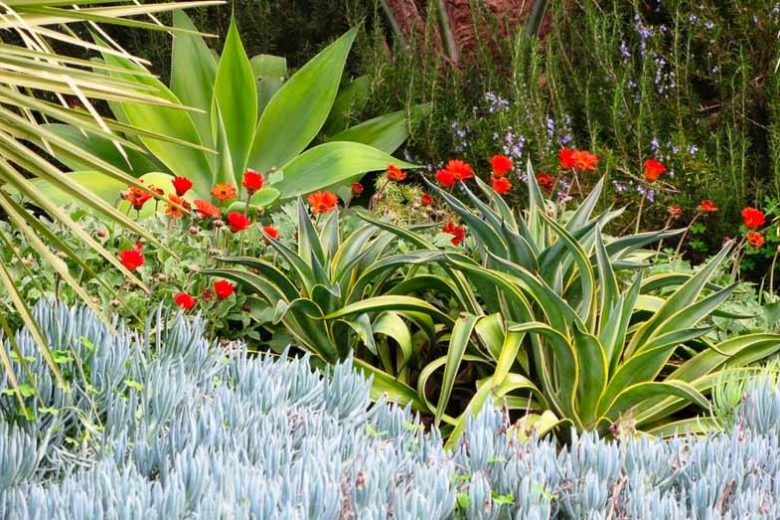 Garden ideas, landscape ideas, Drought Tolerant, Full Sun, Part sun, Mediterranean plants, Water wise garden, Low maintenance garden, Agave attenuata, Senecio, blue chalksticks, african daisies, Arctotis