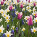 Spring Combination Ideas, Bulb Combinations, Plant Combinations, Flowerbeds Ideas, Spring Borders,Tulip Ballade, Muscari valerie Finnis, muscari Armeniacum, Daffodil Jack Snipe, Tulipa Ballade, Tulipe Ballade, Narcissus Jack Snipe