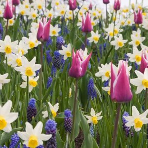 Spring Combination Ideas, Bulb Combinations, Plant Combinations, Flowerbeds Ideas, Spring Borders,Tulip Ballade, Muscari valerie Finnis, muscari Armeniacum, Daffodil Jack Snipe, Tulipa Ballade, Tulipe Ballade, Narcissus Jack Snipe