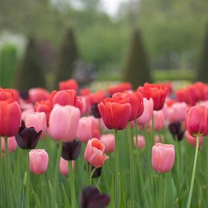 Spring Combination Ideas, Bulb Combinations, Plant Combinations, Flowerbeds Ideas, Spring Borders, Tulip Queen of Night, Tulip Menton, Tulip Avignon, Tulipa Queen of Night, Tulipa Menton, Tulipa Avignon, Tulipe Queen of Night, Tulipe Menton, Tulipe Avigno