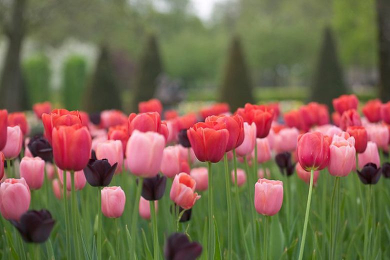 Spring Combination Ideas, Bulb Combinations, Plant Combinations, Flowerbeds Ideas, Spring Borders, Tulip Queen of Night, Tulip Menton, Tulip Avignon, Tulipa Queen of Night, Tulipa Menton, Tulipa Avignon, Tulipe Queen of Night, Tulipe Menton, Tulipe Avigno