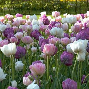 Spring Combination Ideas, Bulb Combinations, Plant Combinations, Flowerbeds Ideas, Spring Borders, Tulip Mount Tacoma, Tulip Angelique, Tulip Blue Diamond, Tulip Lilac perfection, Tulipa Mount Tacoma, Tulipa Angelique, Tulipa Blue Diamond