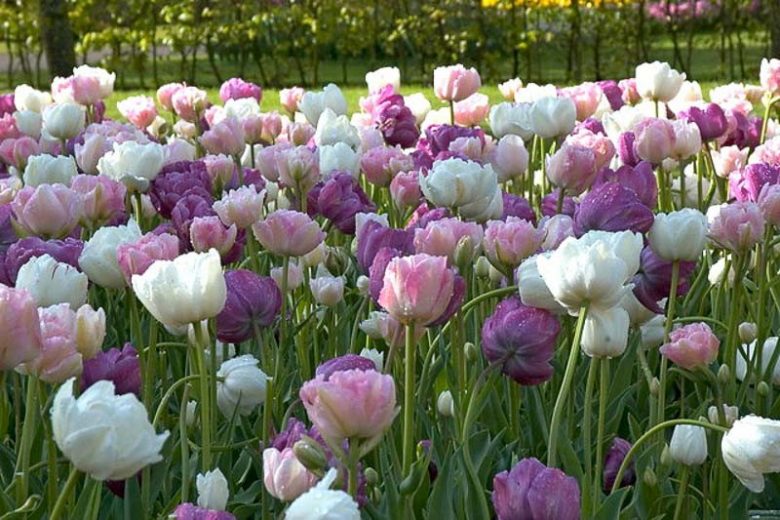 Spring Combination Ideas, Bulb Combinations, Plant Combinations, Flowerbeds Ideas, Spring Borders, Tulip Mount Tacoma, Tulip Angelique, Tulip Blue Diamond, Tulip Lilac perfection, Tulipa Mount Tacoma, Tulipa Angelique, Tulipa Blue Diamond