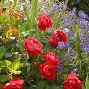 Perennial Combinations, Rose Combinations, Summer Borders, Planting Roses, Rose Gardening, Designing with Roses, English Roses, Rose Benjamin Britten, Geranium Johnson's Blue, Rosa Gertrude Jekyll, Pink English Roses, hardy geraniums
