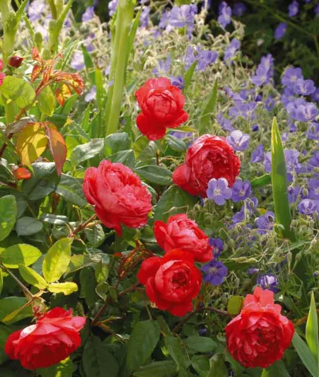 Perennial Combinations, Rose Combinations, Summer Borders, Planting Roses, Rose Gardening, Designing with Roses, English Roses, Rose Benjamin Britten, Geranium Johnson's Blue, Rosa Gertrude Jekyll, Pink English Roses, hardy geraniums