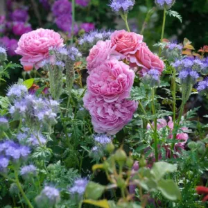 Perennial Combinations, Rose Combinations, Summer Borders, Planting Roses, Rose Gardening, Designing with Roses, English Roses, Rose Princess Alexandra of Kent, Phacelia Tanacetifolia, Rosa Princess Alexandra of Kent, Pink English Roses, Fiddleneck, Lacy Phacelia